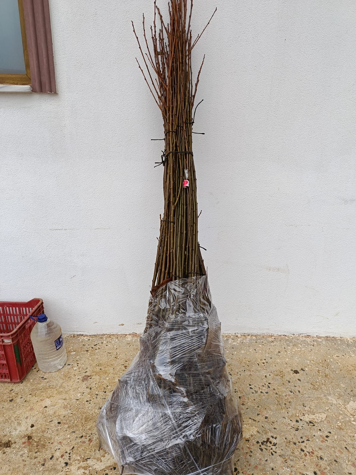 MARİGULE KESTANE FİDANI 